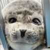 sealiest